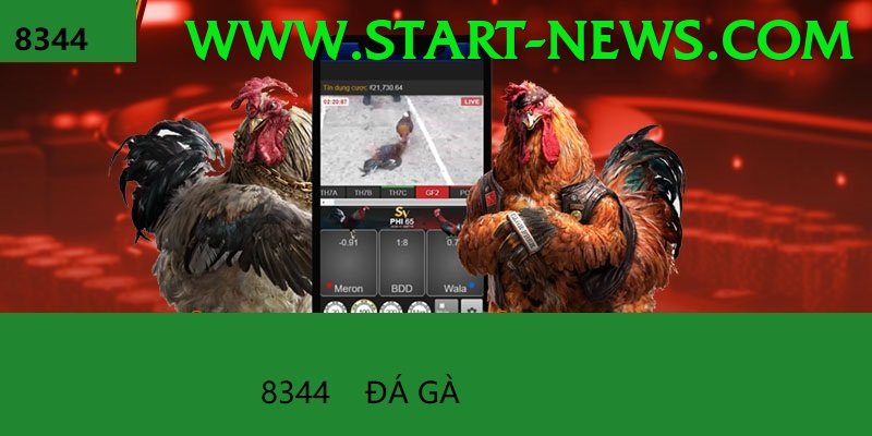 Đá Gà Trực Tiếp - Ưu đãi đặc biệt